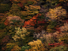 秋・極彩の森
