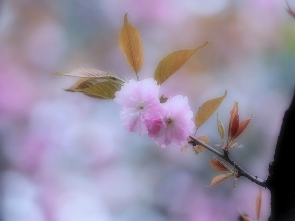 春色姉妹
