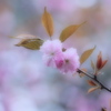 春色姉妹