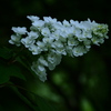 Hydrangea quercifolia 柏葉紫陽花
