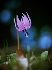 エルフの覚醒