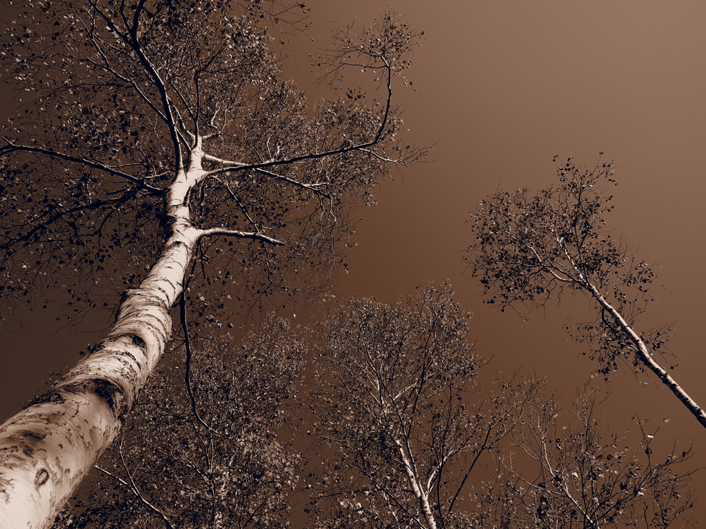 Betula platyphylla