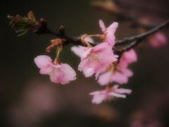 河津桜