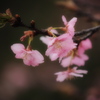 河津桜
