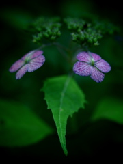 最後の花