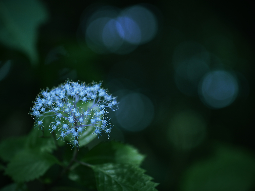 Blue_Gem  ～小紫陽花～
