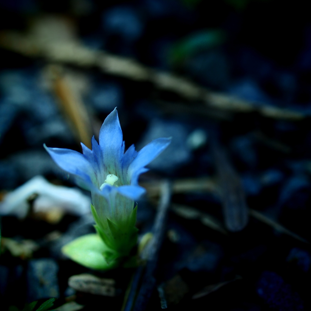 小さな花探し  其の七