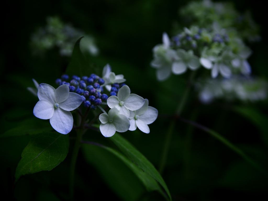 白い花と青い星屑