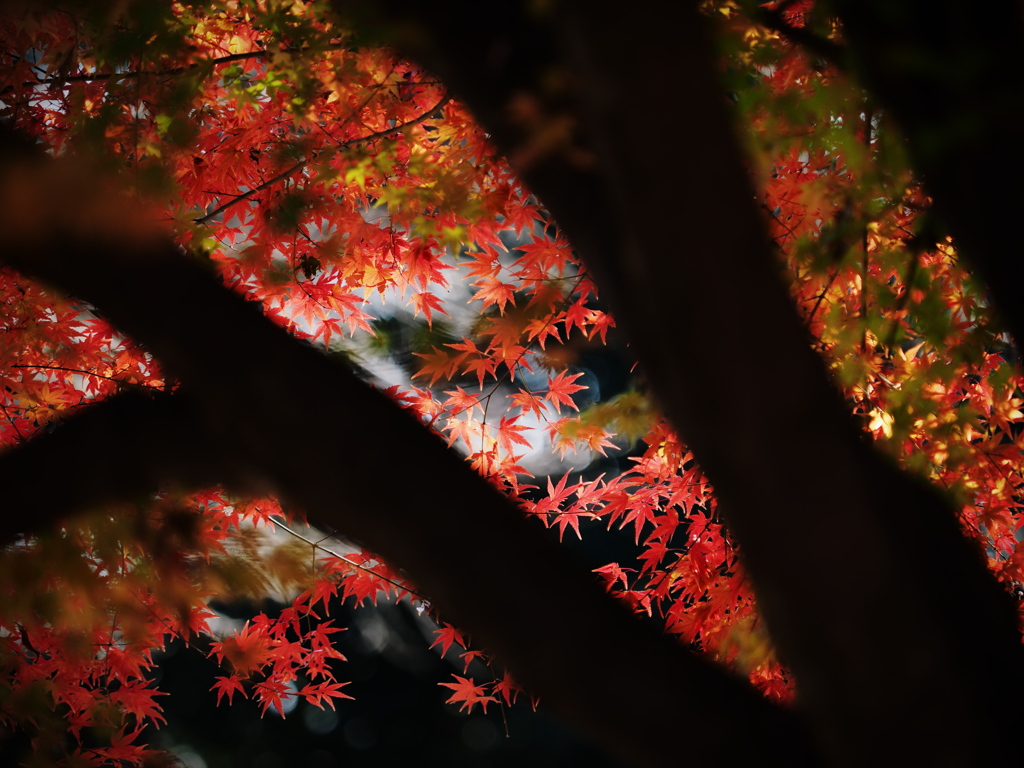 シルエットのむこう