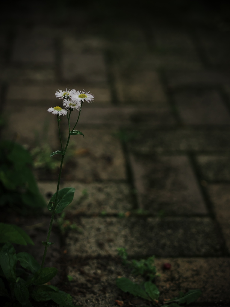 路傍にて