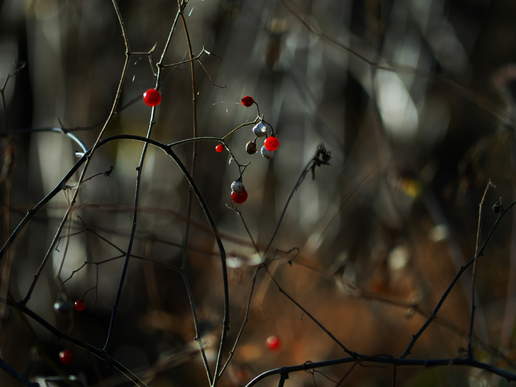 草叢のオーナメント