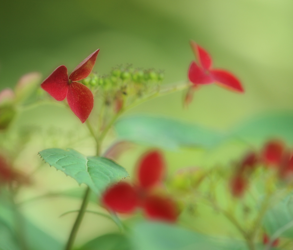 黄昏の山紫陽花