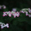 calm afternoon ～山紫陽花～