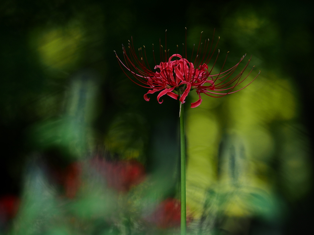 アートな背景に花一輪
