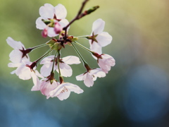 ぱすてる桜