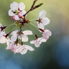 ぱすてる桜