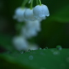 君影草の涙