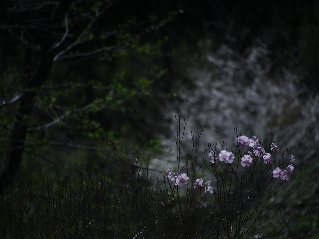 ひっそりとその時を待つ  -散り際の花-