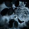 モノトーンの記憶 - 過ぎし日の薔薇 -  ④