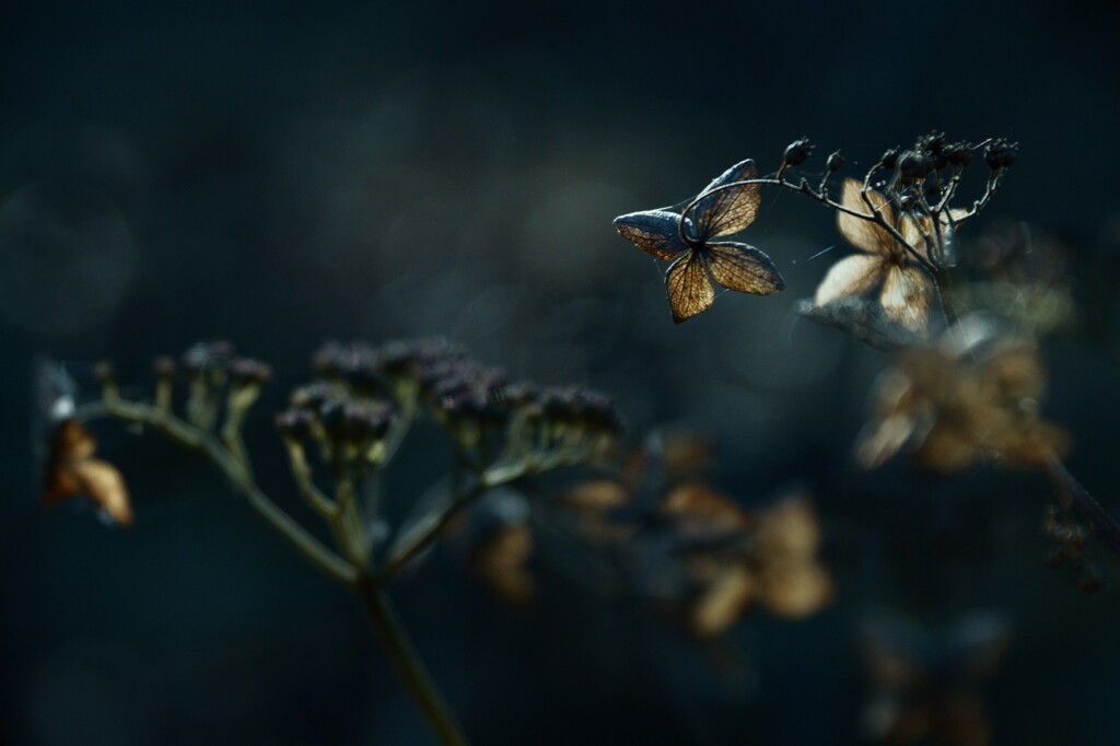 花の記憶 ～枯れ紫陽花～