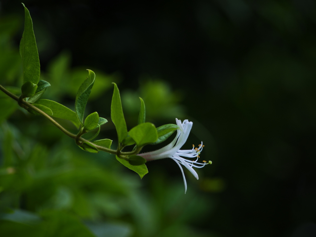 Lonicera japonica (スイカズラ)