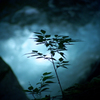 Silhouette -命の輪郭-