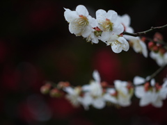 白い梅花と赤いぼけ