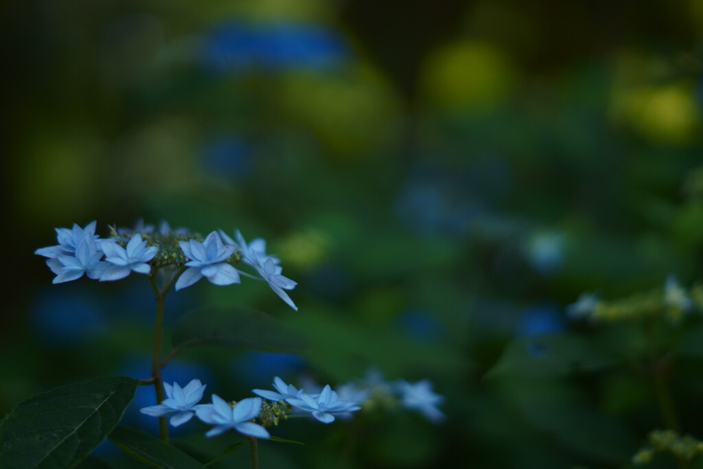 蒼の花園