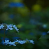 蒼の花園