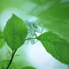 彩の緑