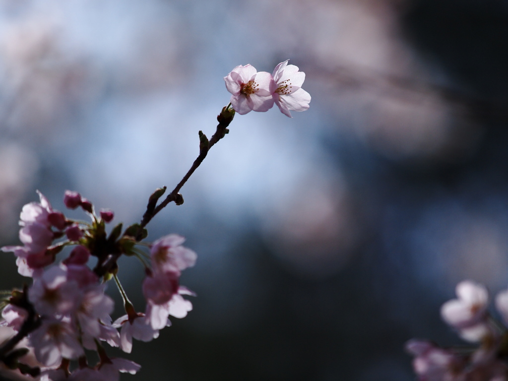 桜日和  ⑥