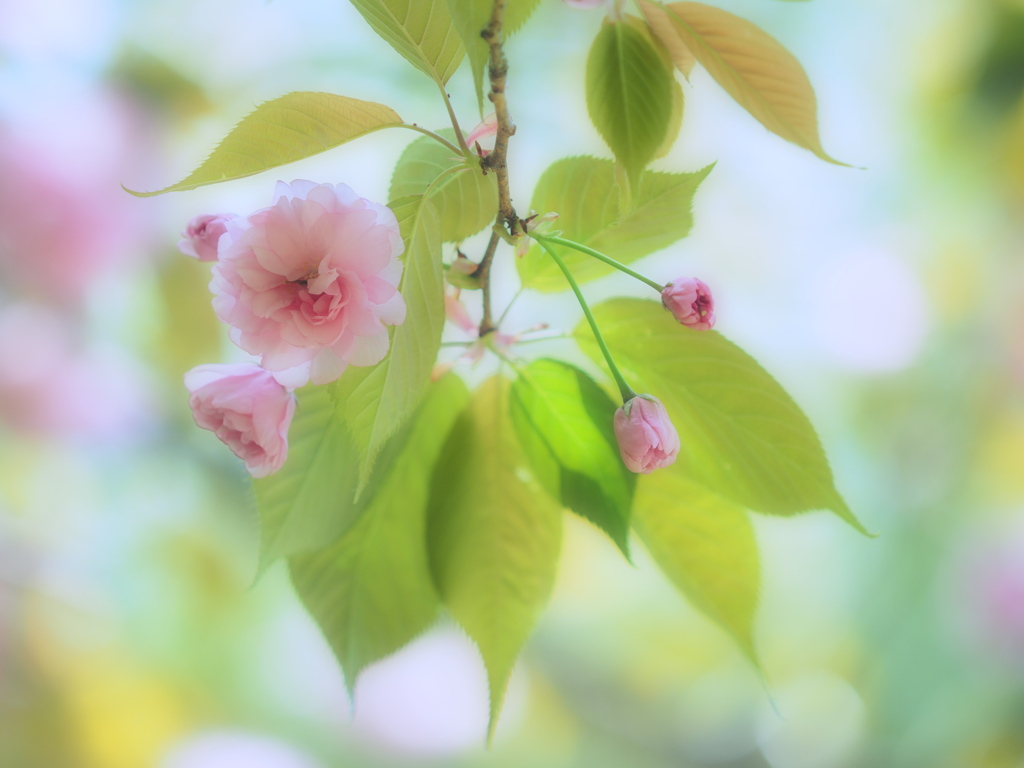 春色スケッチ ③ ～八重桜～