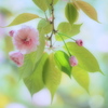 春色スケッチ ③ ～八重桜～