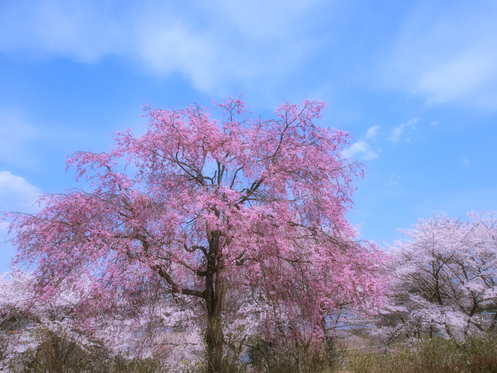 四月の空の下 - 枝垂桜 -