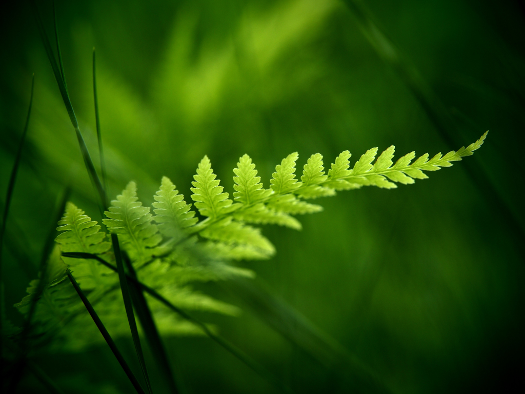 primitive green