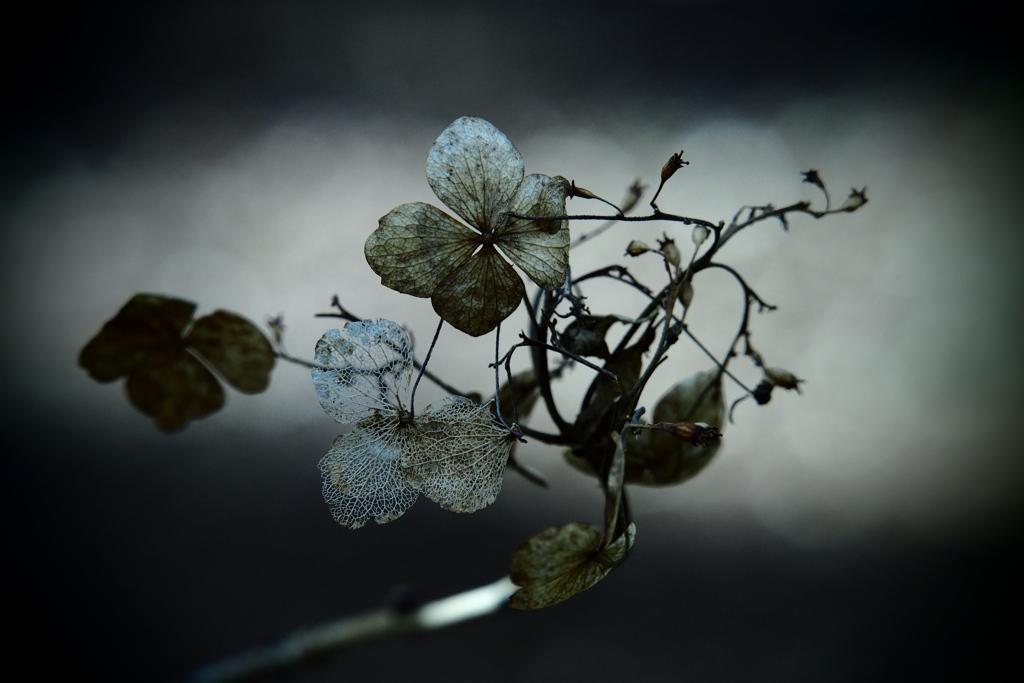 渇きの森 ～枯れ紫陽花～