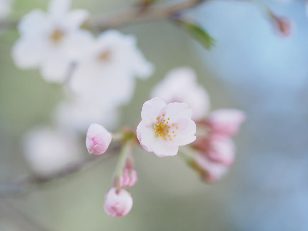 桜日和  ⑦