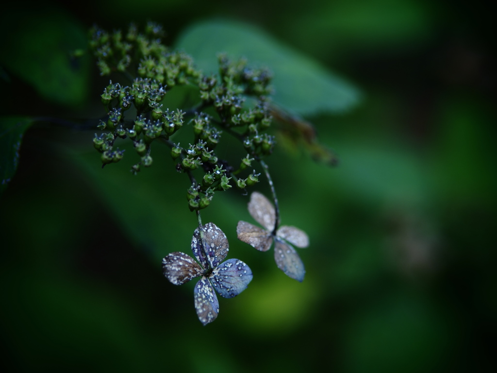 蒼の記憶  ～枯れ紫陽花～