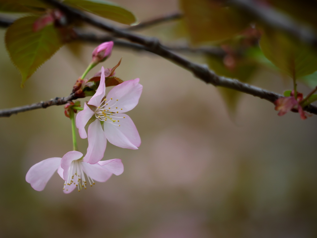 桜・Gradation