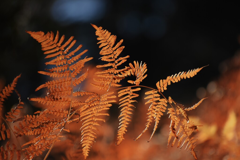 金色の羊歯 こんじきのシダ