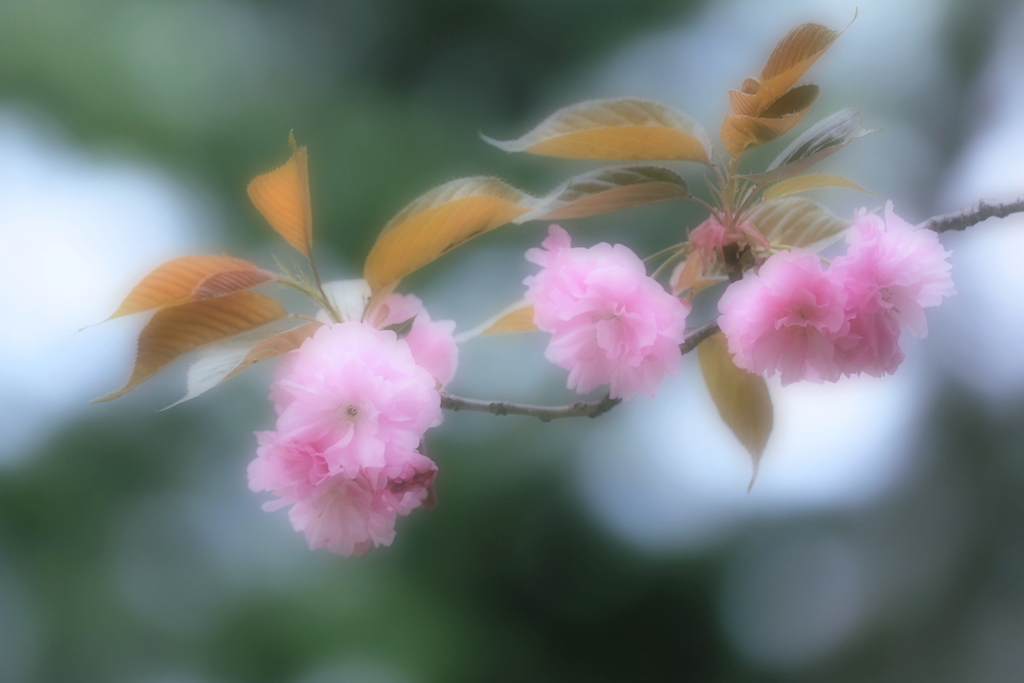 愛シ君ハ桜色 ～八重桜～