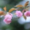 愛シ君ハ桜色 ～八重桜～