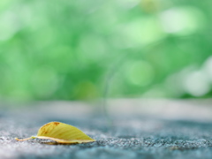 初夏に散る