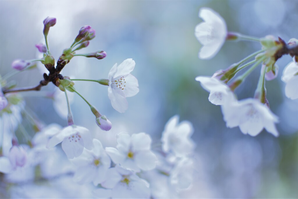 Spring story  ②