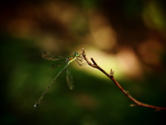 秋の日の蜻蛉