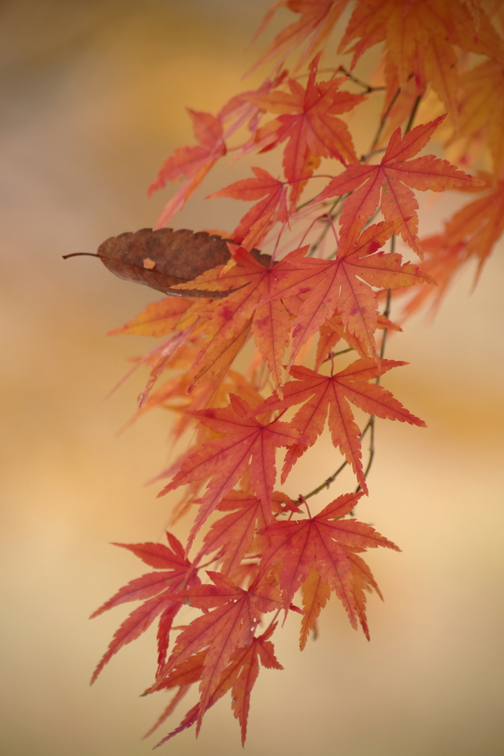 枝垂れるモミジ