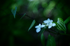 無垢の花