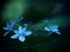 Hydrangea