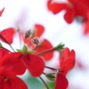 Red Petals