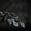 化石の森の。。。